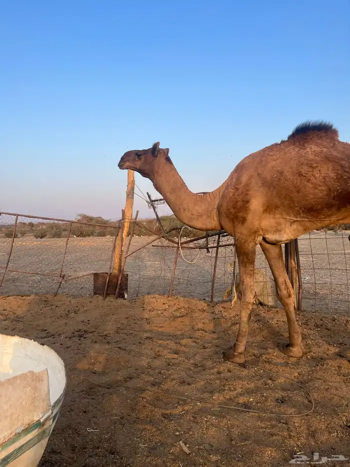 قعود فحل احمر طيب 11