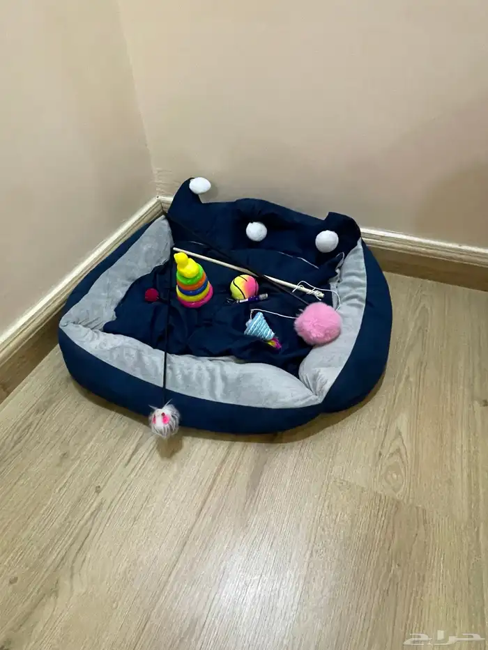 قط اورنج كات شيرازي للبيع مع جميع اغراضه 5