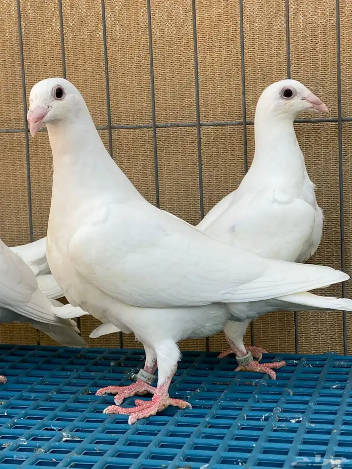 زاجل ابيض واسود 3