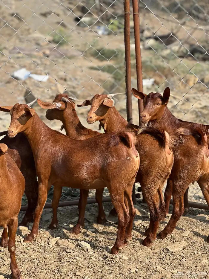 جفار دهم تأسيس مراح 0