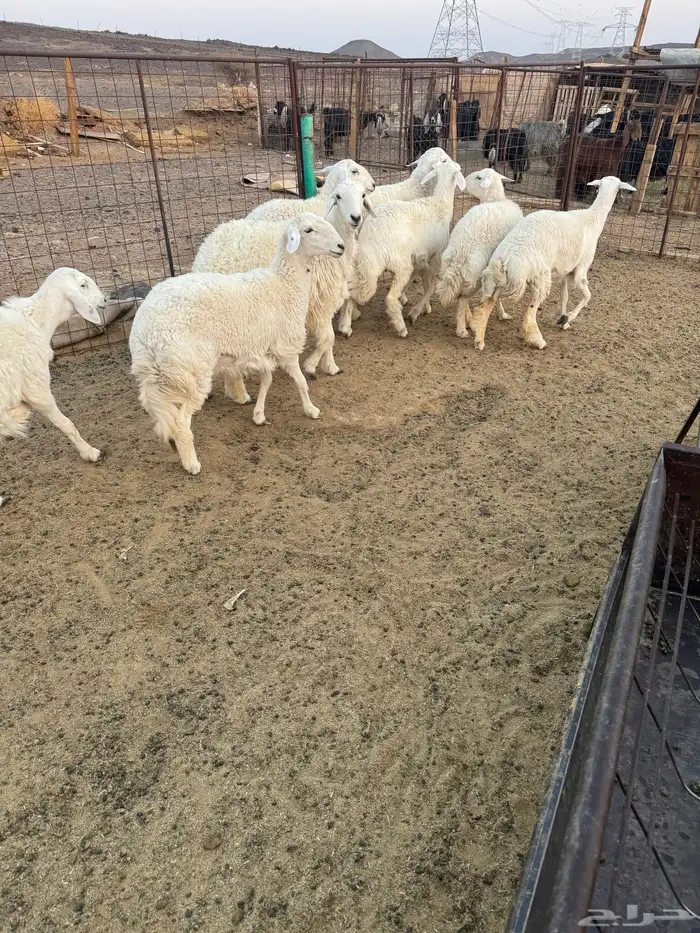 رخال جذعات للبيع 1