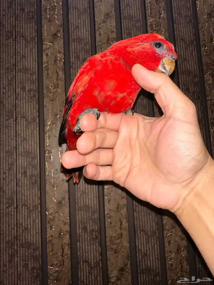 فروخ لوري رد جميلة ونوادر قريب هدد(عروض للجملة) 1