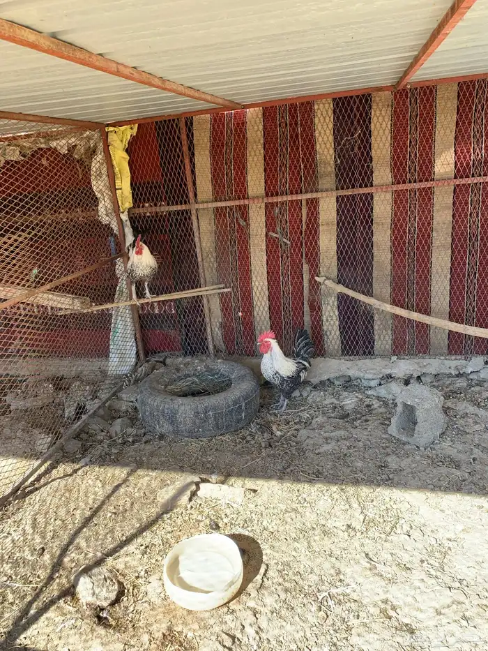 ديوك فيومي 0