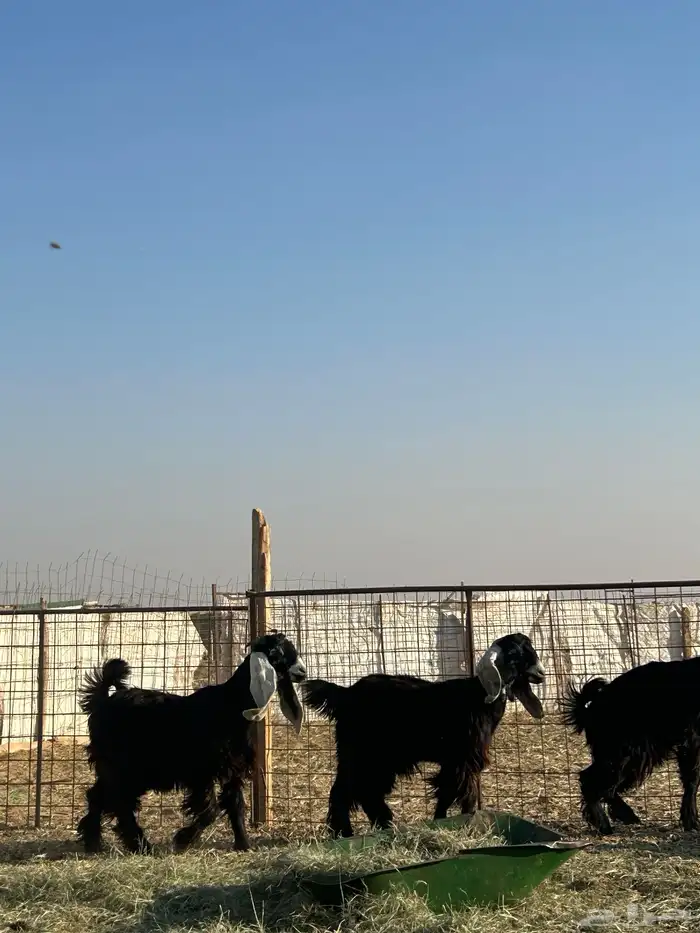 معزا جذعات مقرعات 10