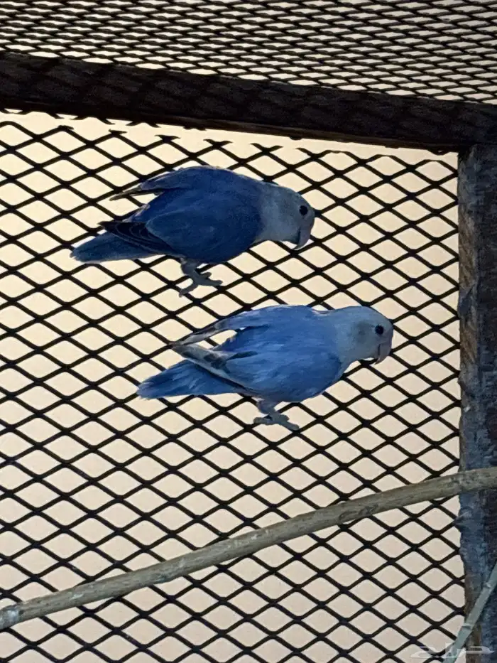 طير روز جوز 1