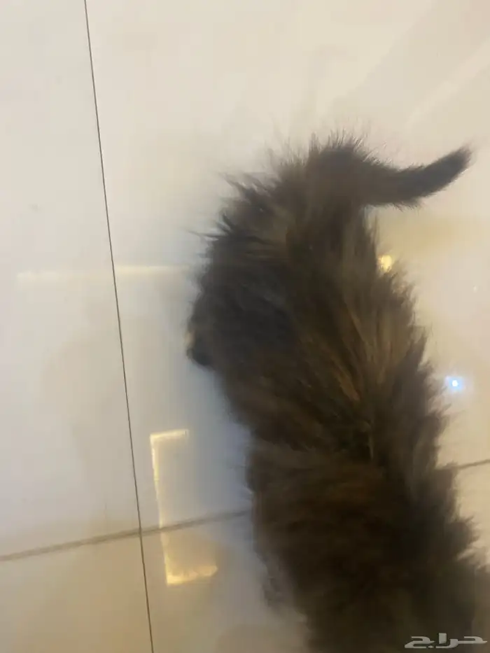 قطه للبيع شيرازيه 1