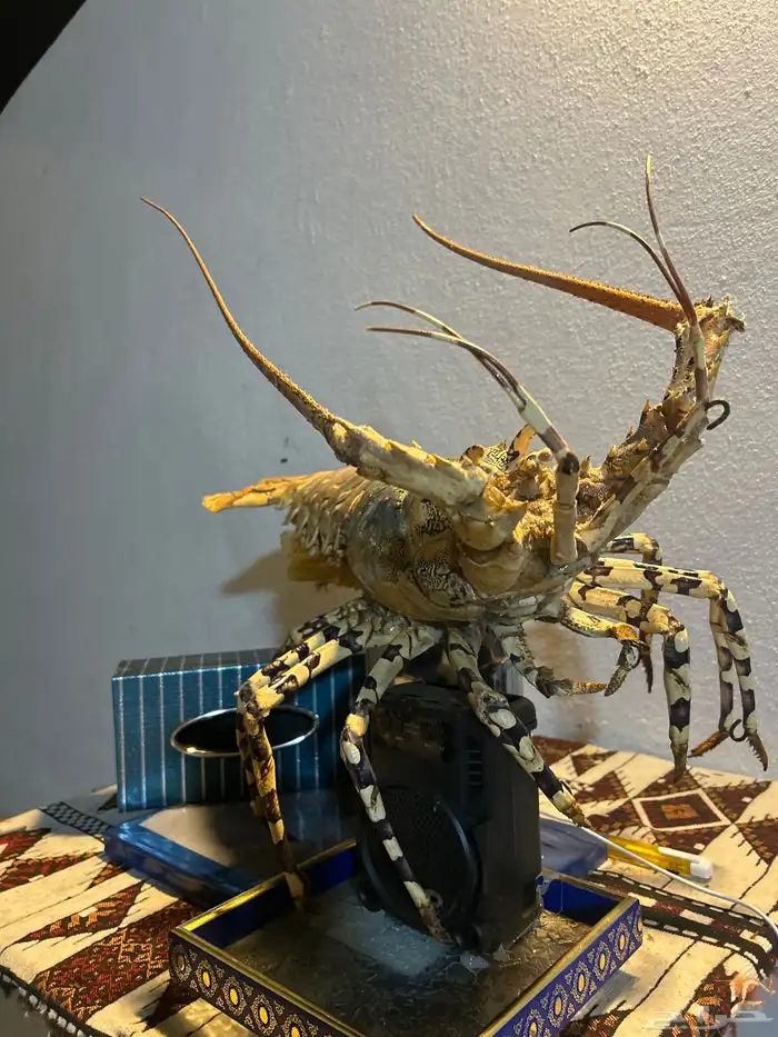 استكوزا كبير محنط 1