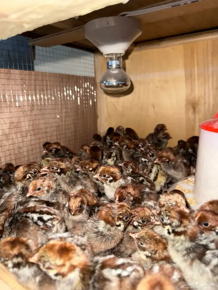 للبيع صيصان فيومي 2