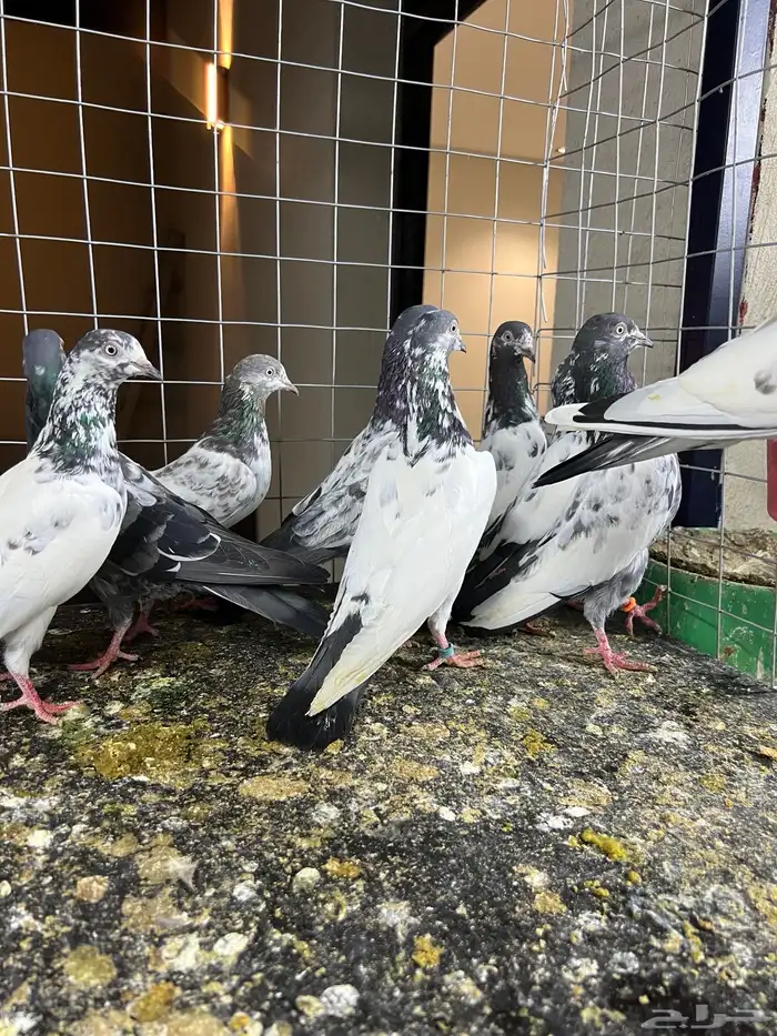 حمام باكستاني تيدي 6