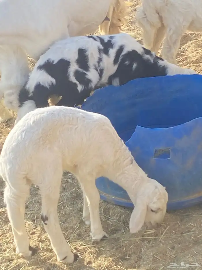 غنم للبيع جملة ضأن وماعز بيشة 15