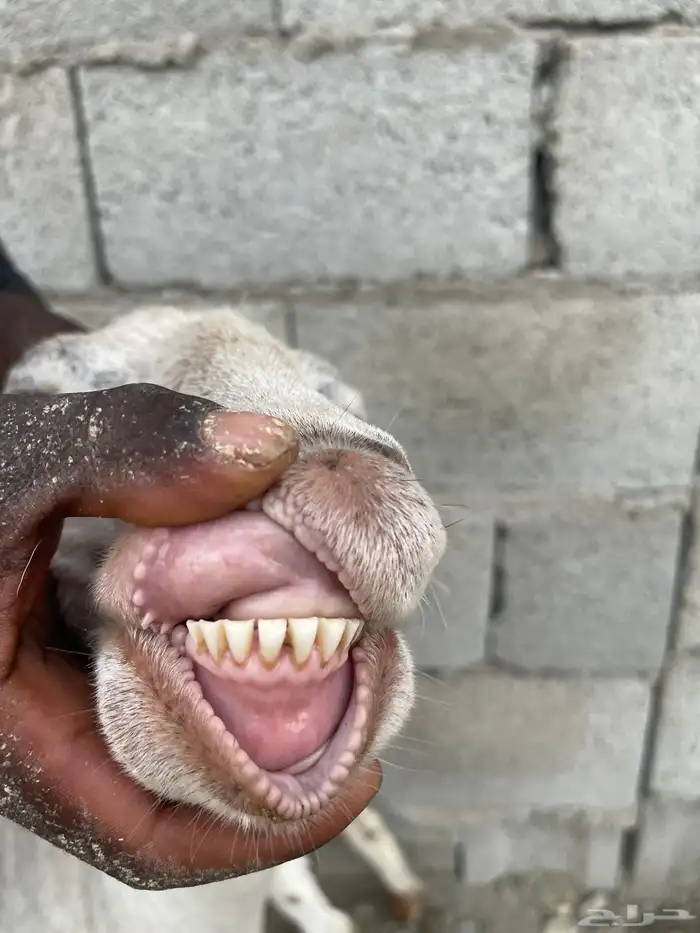 عنز معها توم يرضعون من اي عنز 1