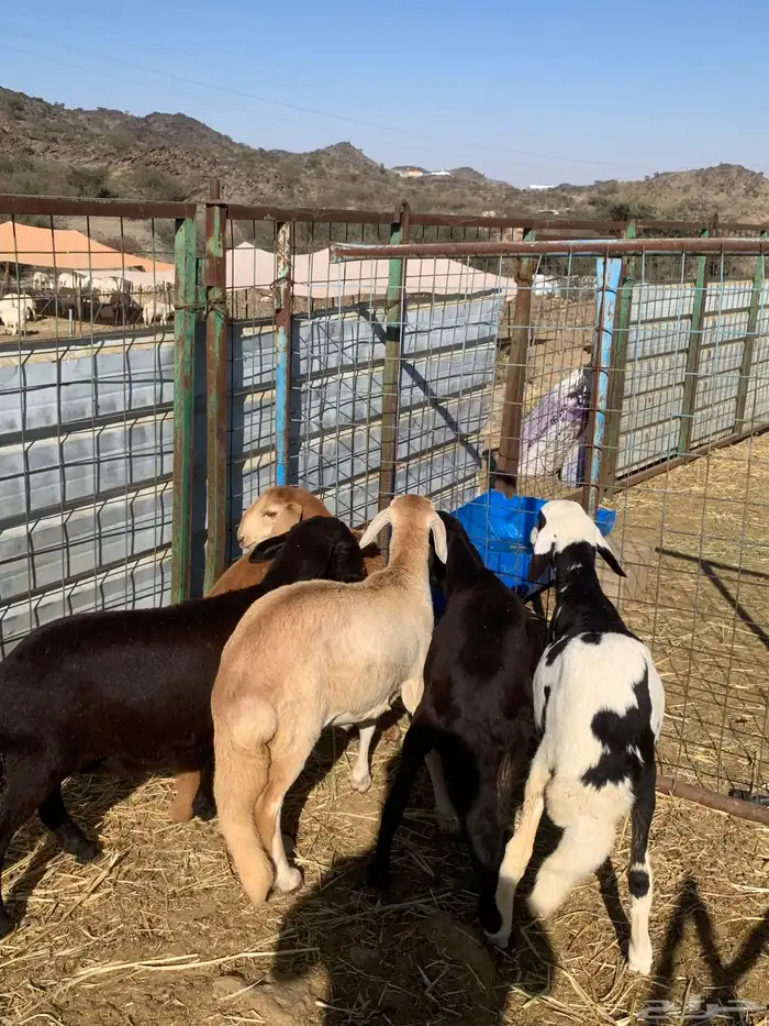 رخال سواكن تيلاد 2