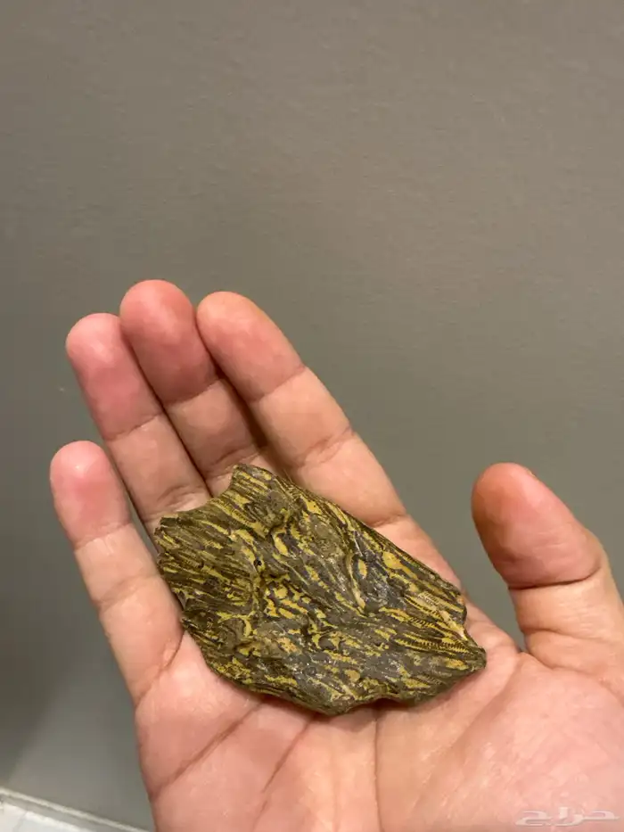 عود ازرق كلمنتان 0