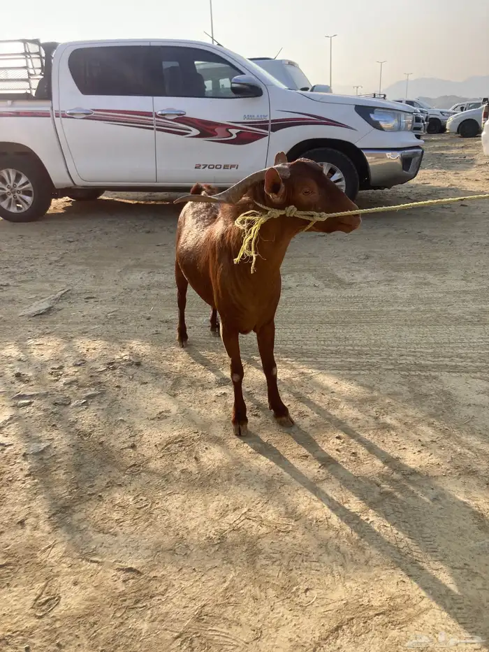 تيس فحل حار 1