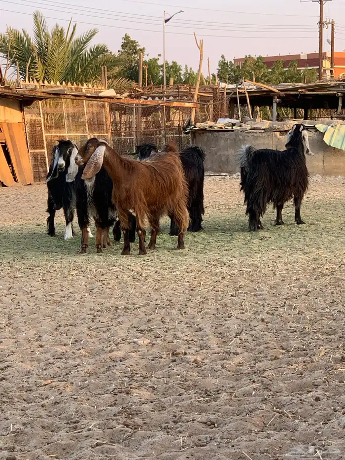 معزا مقنوى طيبه 1