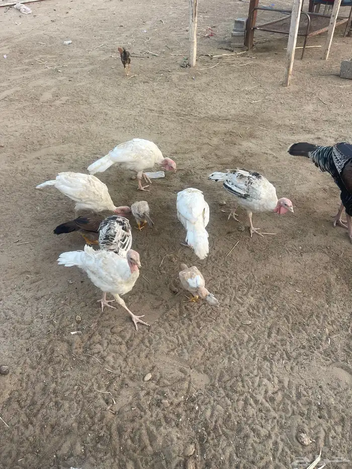 دجاج روامي فروخ عمارها 3شهور 1