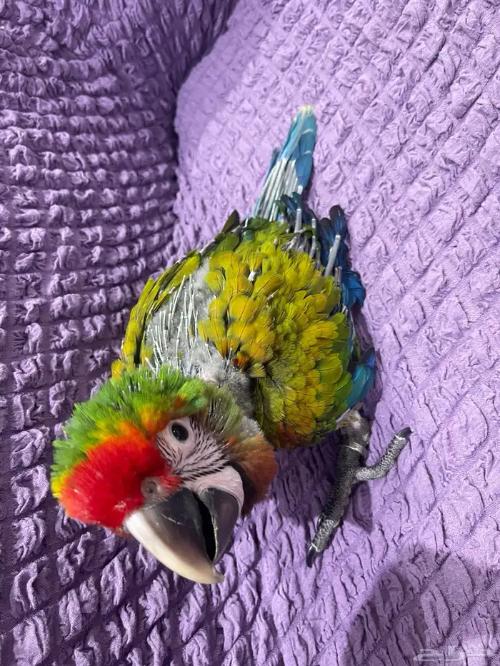 فرخ مكاو شامروخ 6