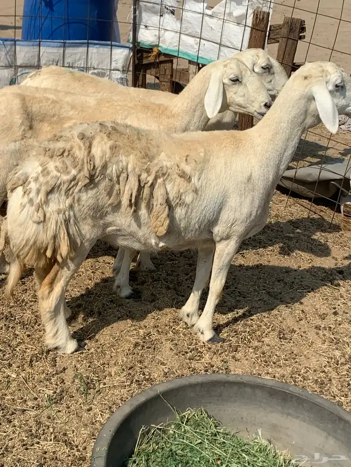 للبيع غنم حريات صنف ورخله والد 3