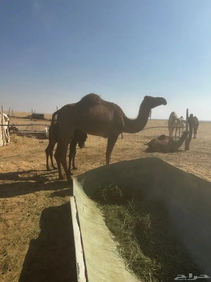 خلفه مصغر ساحليه 1