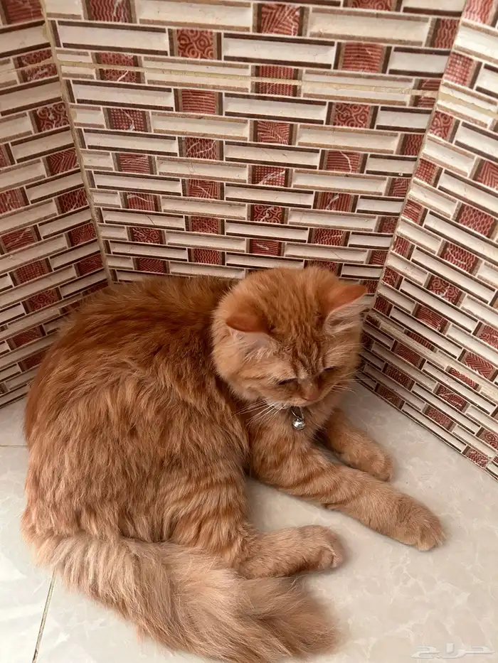 قطه للتبني 1