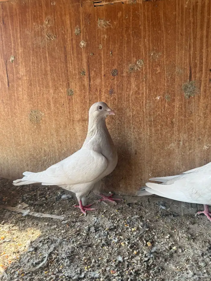 زاجل فاخر من النوادر 4