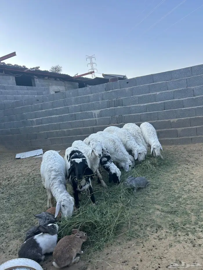 غنم حريه اعمار بين 3 الا 4 يوجد توصيل وذبح 2