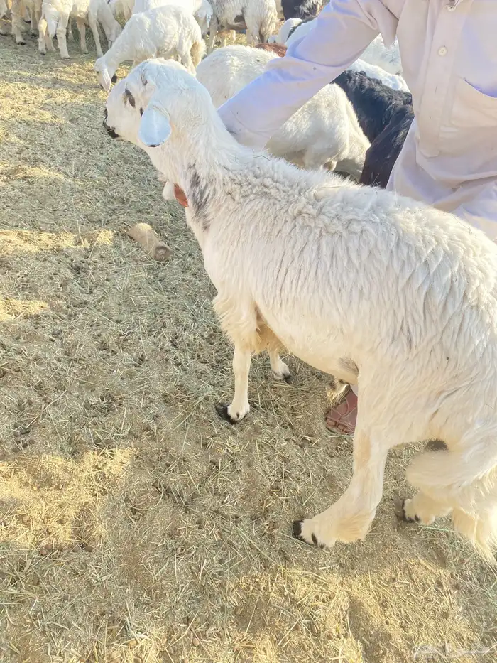 غنم للبيع جملة ضأن وماعز بيشة 9