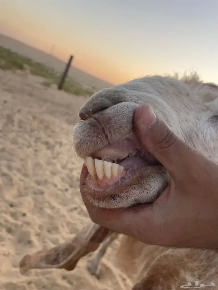 عنر دافع واصل 0