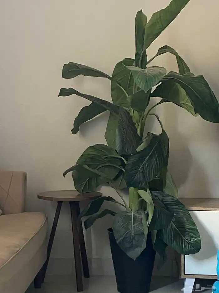 شجره للبيع 0