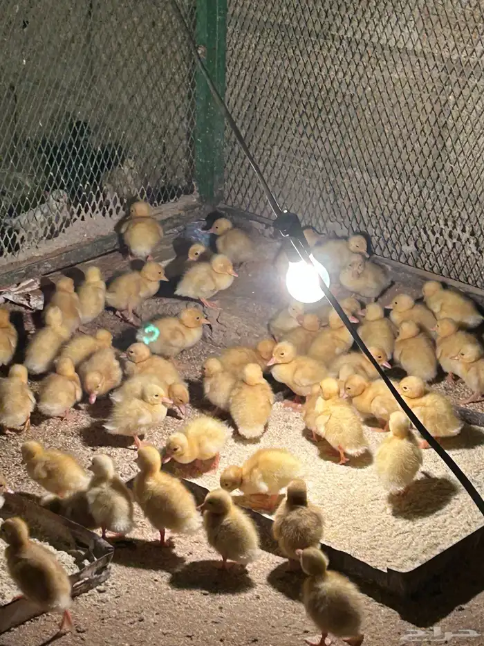 صوص بط بكيني 2