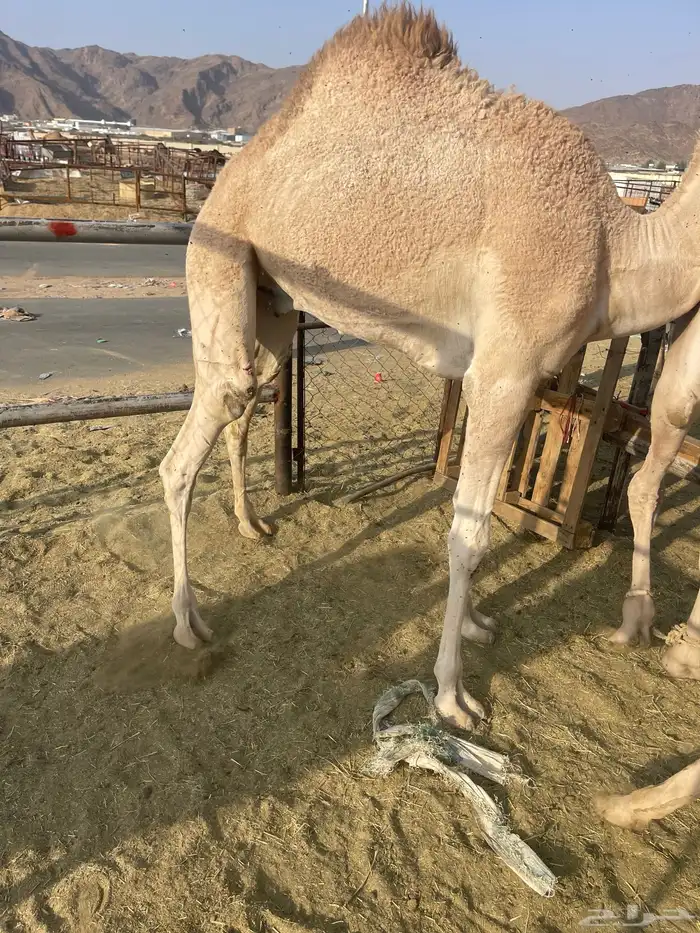 للبيع قعود كايف للمبادي وزواجات 0