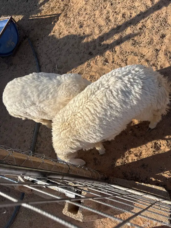 خروف ورخل حريات 0