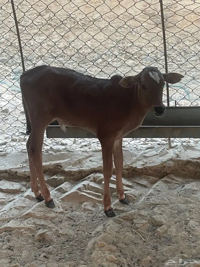 حسيل ذكر عمر شهرين 0