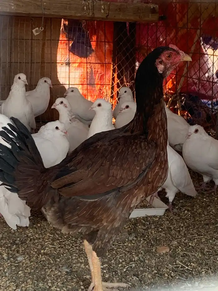 البيع دجاجه باكستاني 0