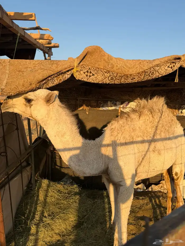 للبيع قعود لباني طيب 0