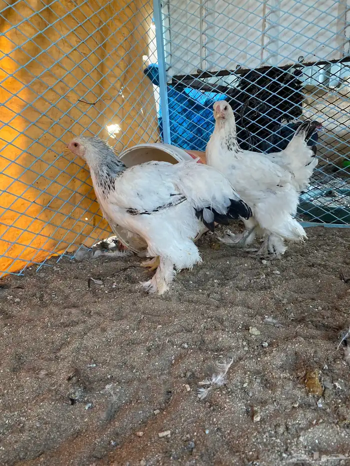 فروخ تحضين كولومبي 0