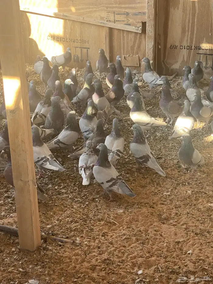 للبيع حمام فرنسي سلفر سوبر جانبو 2