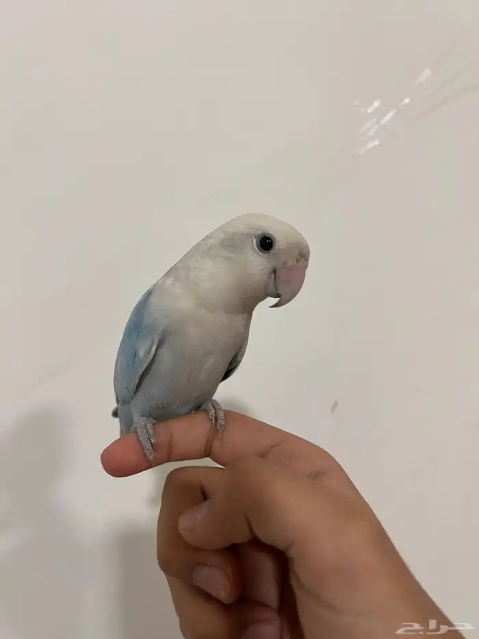 طير رواز (للبيع) 3