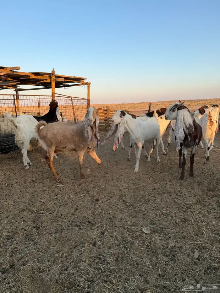 معزاء هولنديات 0