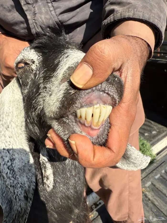 معزا للبيع 6