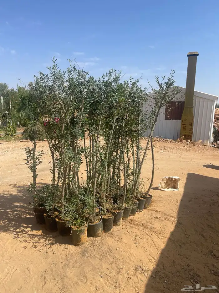 اشجار زيتون 8