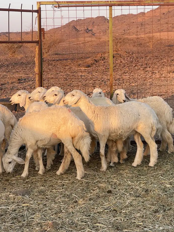 رخال ( تم البيع ) 1