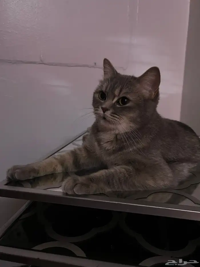 قطة للتبني 2