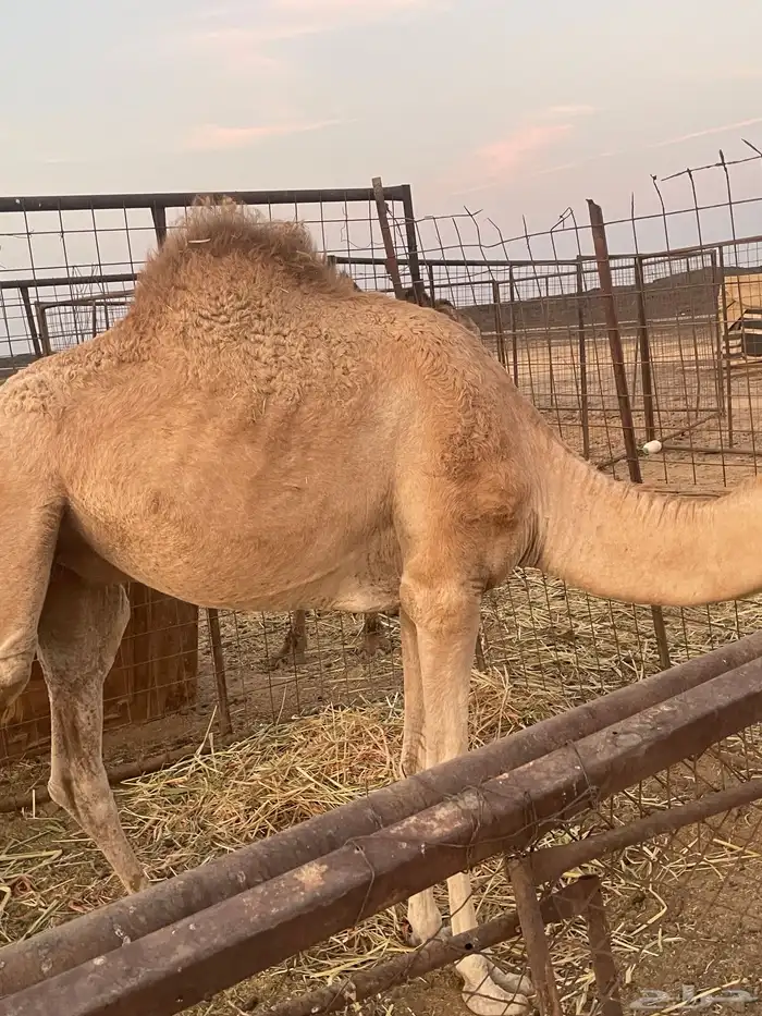 قعود. نضيف. وسمين. 0