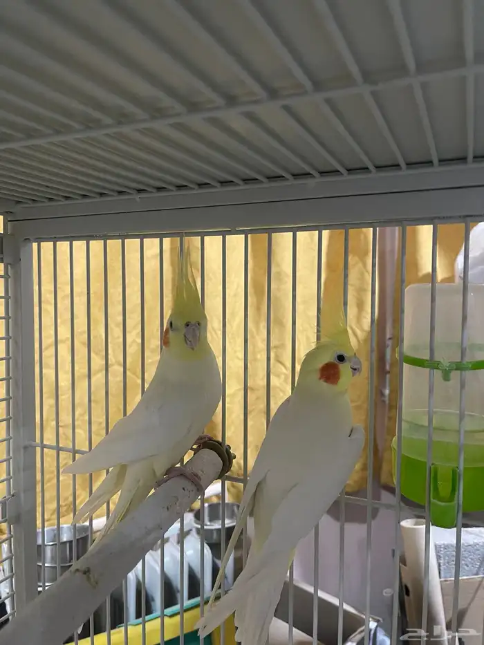 طائر الكروان 1