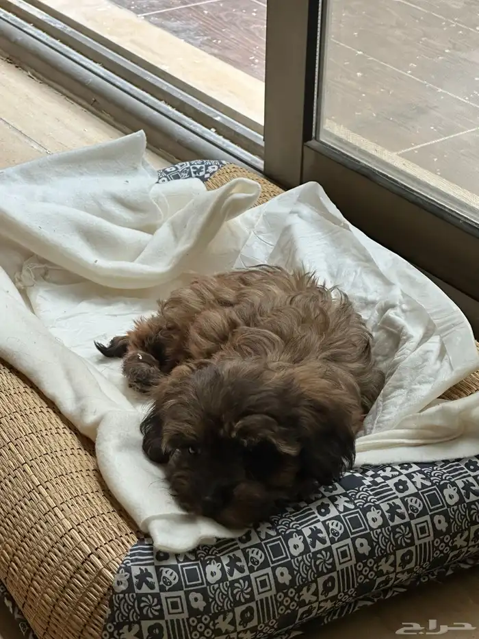 puppy 2 months only - جرو كلب للبيع 1