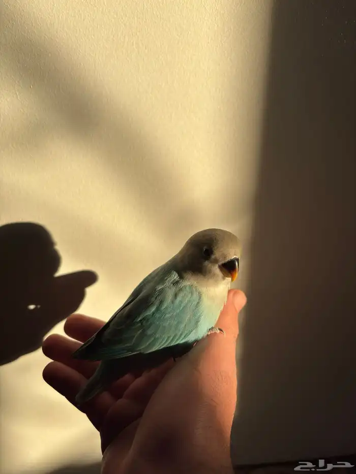 فرخ روز اليف و هدد بداية فطام 3