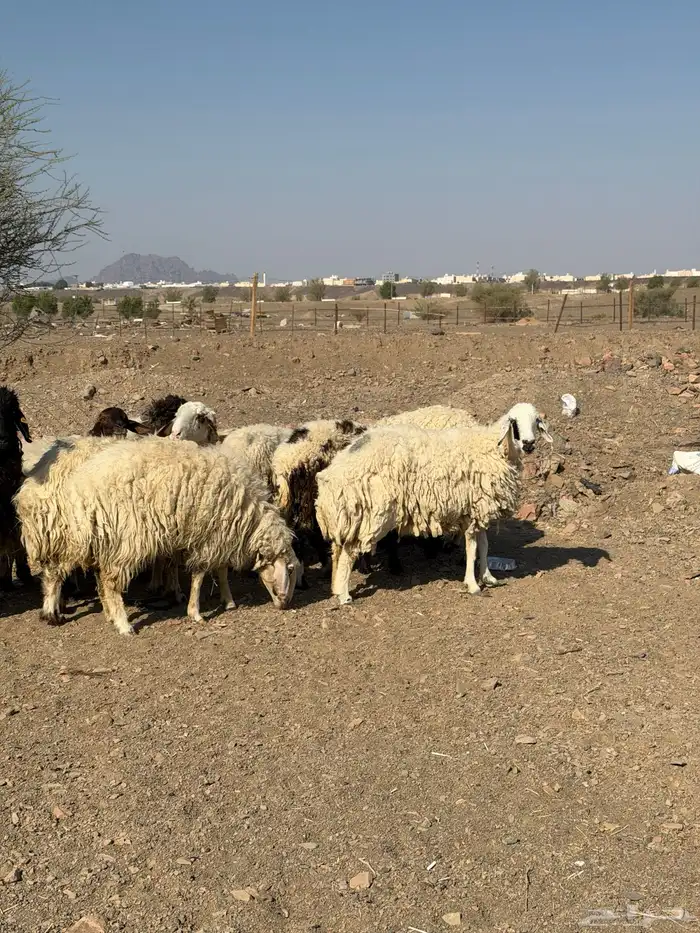 ضان نعيم دفيع بفحلها 11