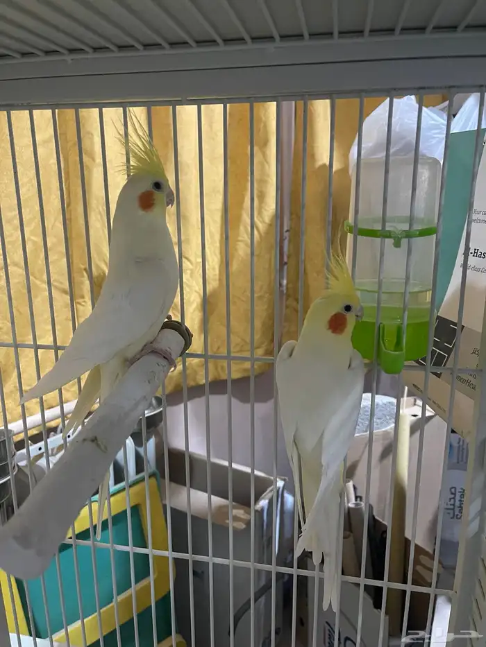 طائر الكروان 0