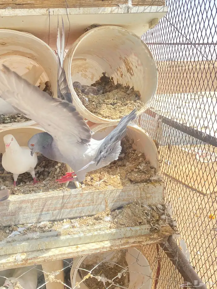 حمام فرنسي 11